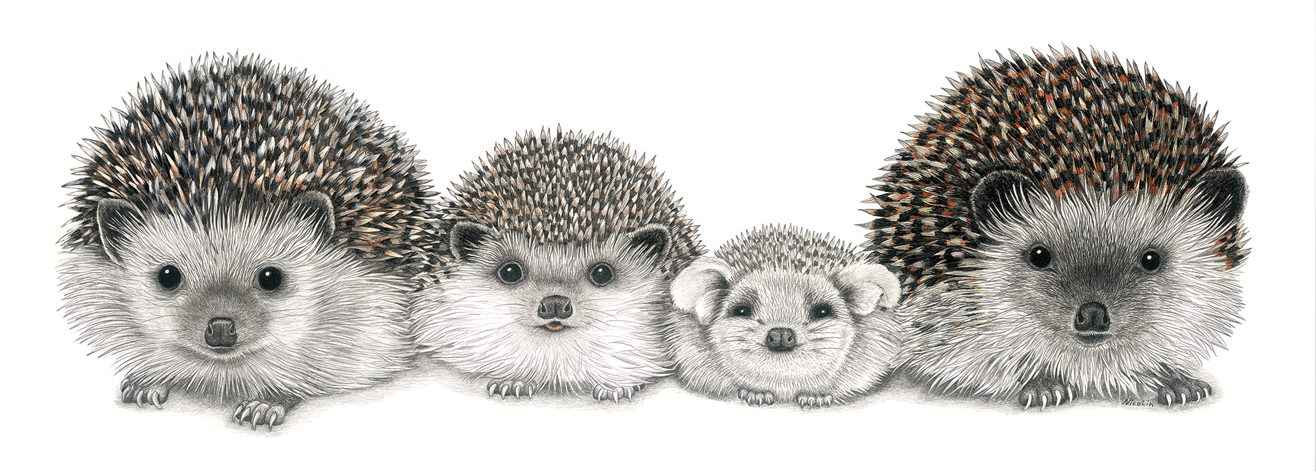 Everybody loves hedgehogs.
