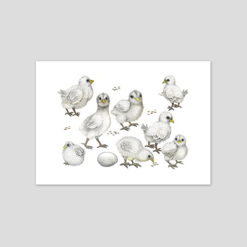 Chicks - Fine art print
