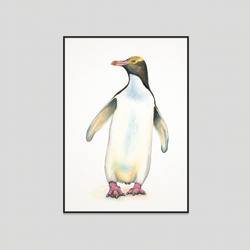 Penguin - Fine art print
