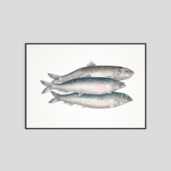 Bill, Bull & Bob - Fine art print