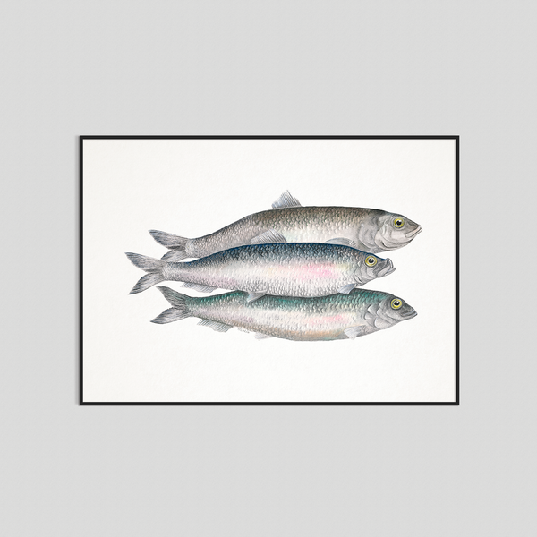 Bill, Bull & Bob - Fine art print
