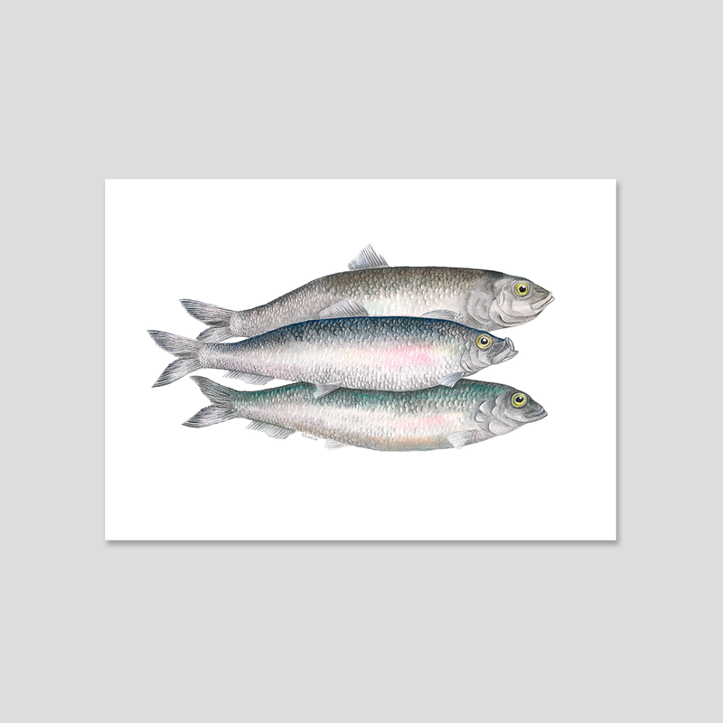 Bill, Bull & Bob - Fine art print