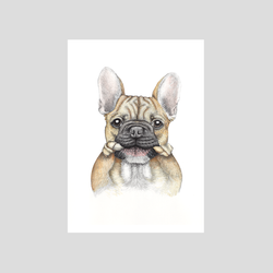French bulldog / Frenchie print- by Charlotte Nicolin