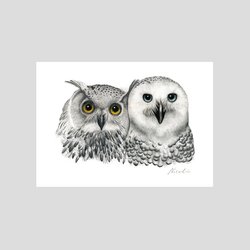Owl birds art print by Charlotte Nicolin