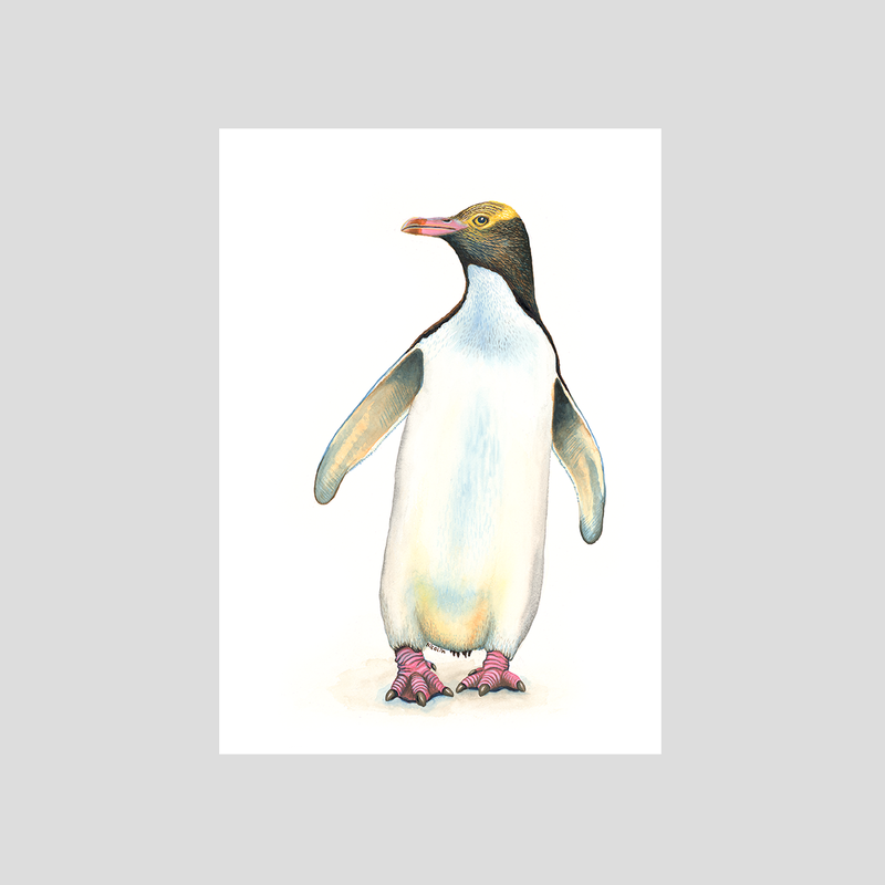Penguin - Fine art print
